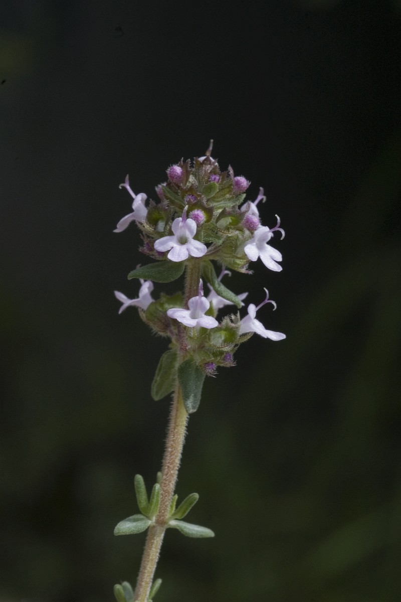 Thymus vulgaris, Common Thyme